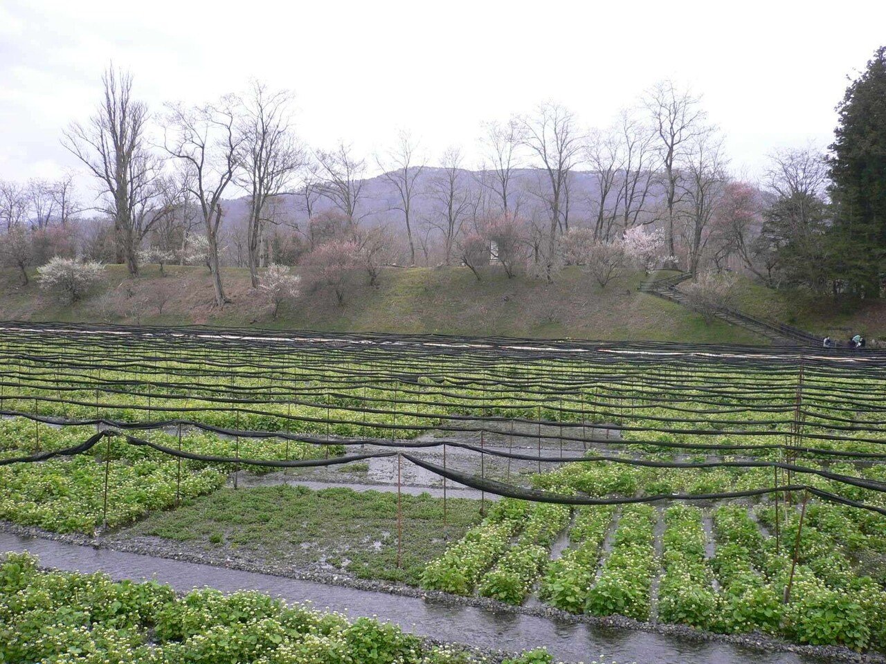 安曇野の大王わさび農園で食べる絶品 わさび丼 500円 In 長野 ベジタリアン ヴィーガン いい旅ベジ気分 深呼吸で感謝 たまに孤高の菜食グルメ Note
