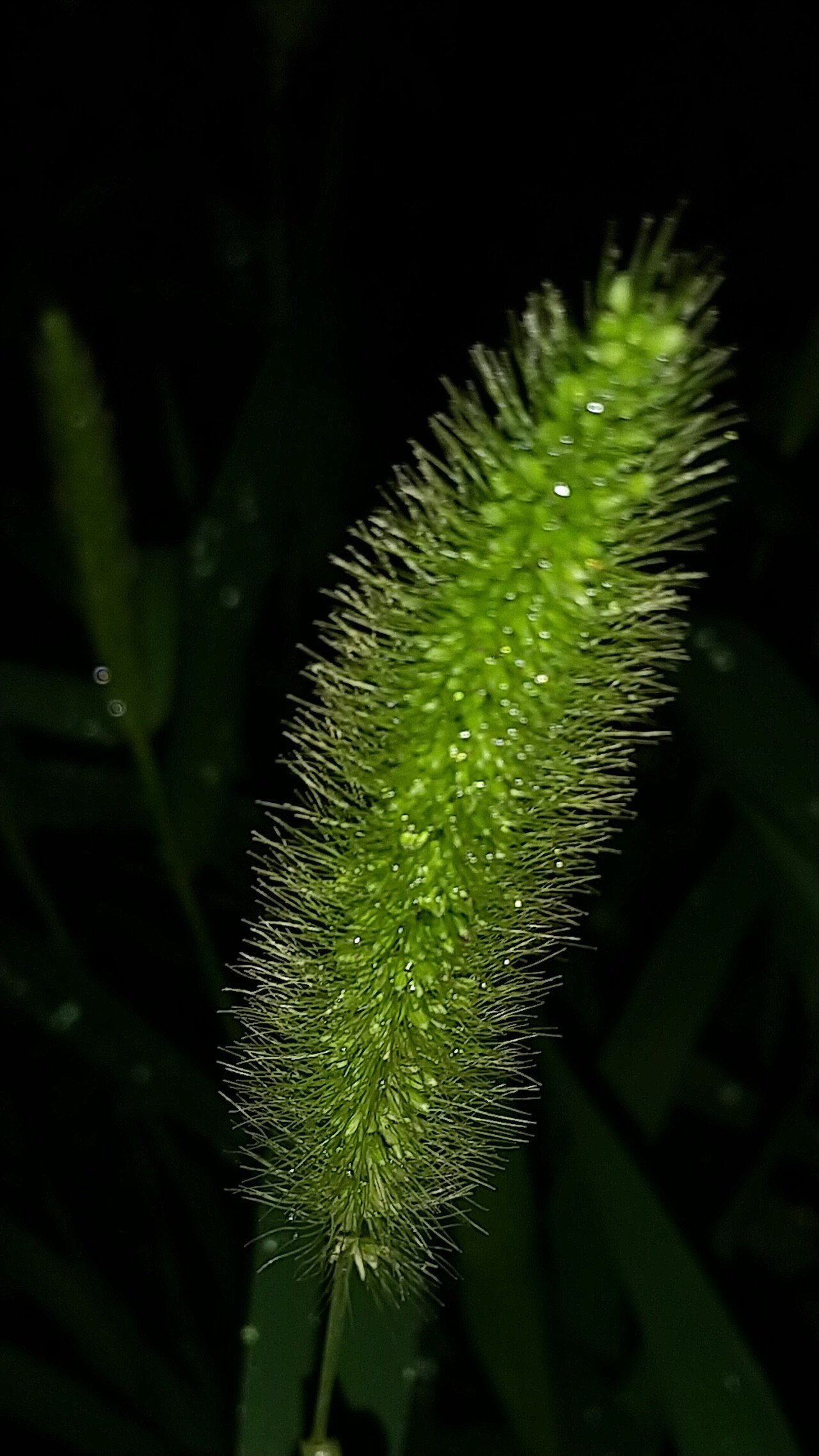 ねこじゃらしの花言葉 遊び 愛嬌 夜に浮かぶ 雨に濡れた猫じゃらし 水分を含んで振っても重そう 七夕のイラストを見かけた 新暦七夕はもうすぐ 1年に1度のその時間 雨が降ったら会えないなんて気の毒 天 ユウ Note