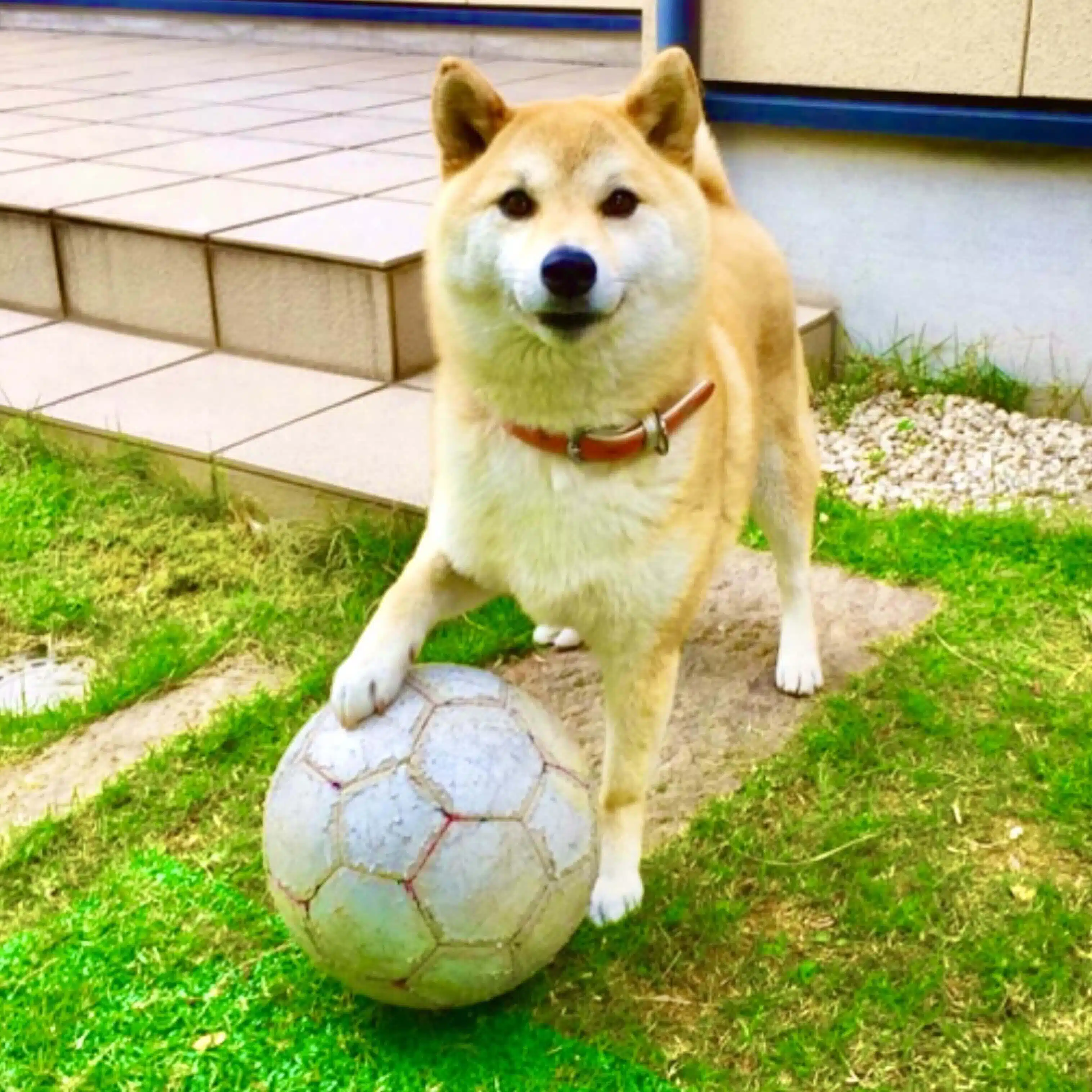 ぐれい　ゆきこ