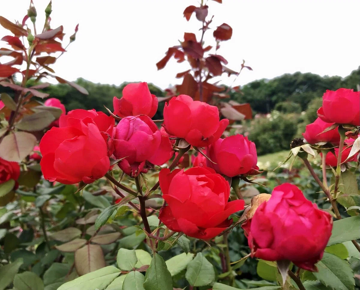 画像11