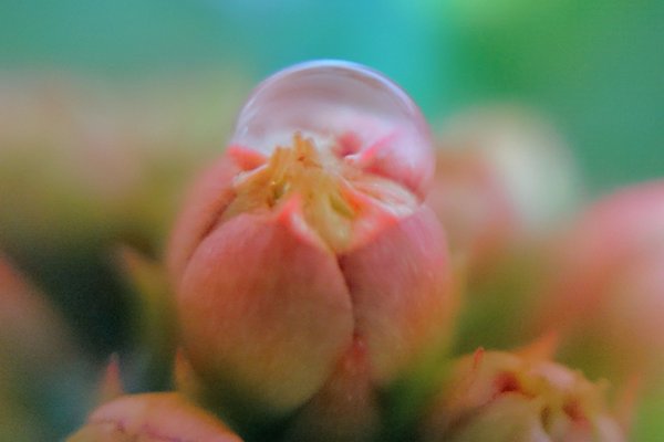 カランコエなかなか咲かない笑 の新着タグ記事一覧 Note つくる つながる とどける カランコエなかなか咲かない笑 の新着タグ記事一覧 Note つくる つながる とどける