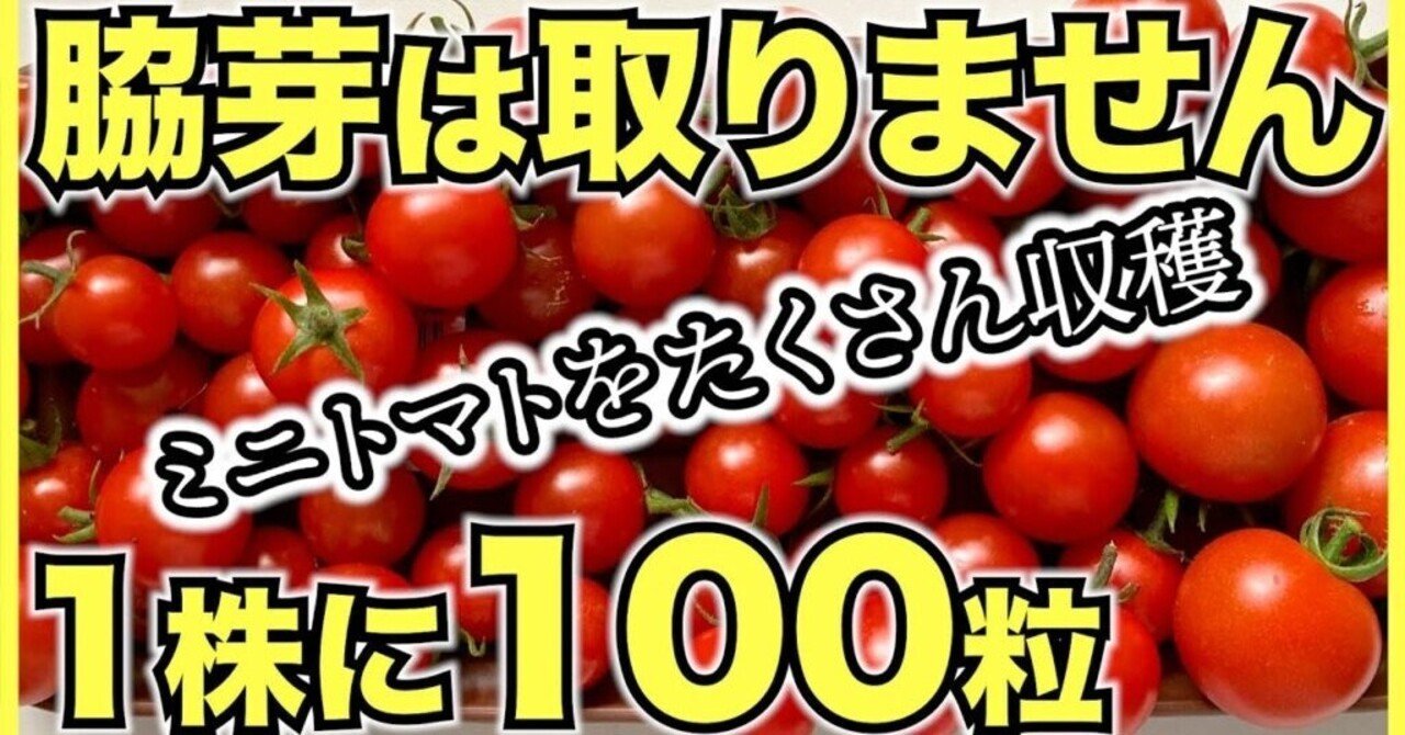 ずぼらな人におすすめ 簡単にたくさん収穫できるミニトマトの放任栽培 デメリットも 井上寅雄農園 井上隆太朗 Note