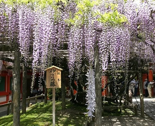 画像7