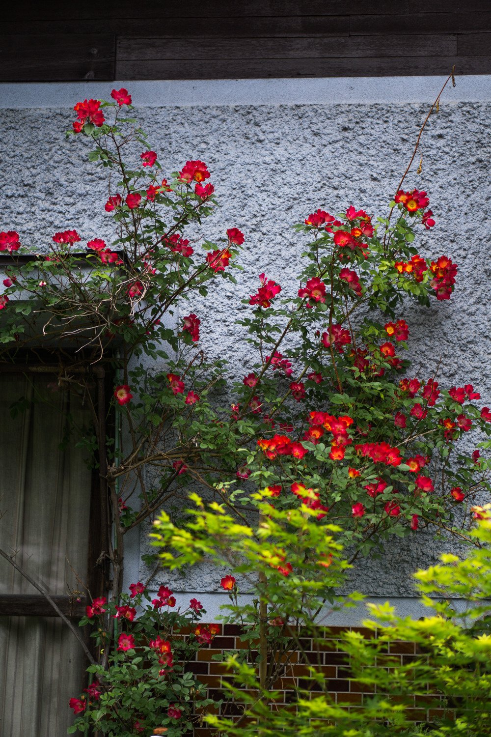 おかえりと迎える家の軒先に きょうは野ばらの花が咲く ヤマネケイ Note おかえりと迎える家の軒先に きょうは野ばらの花が咲く ヤマネケイ Note