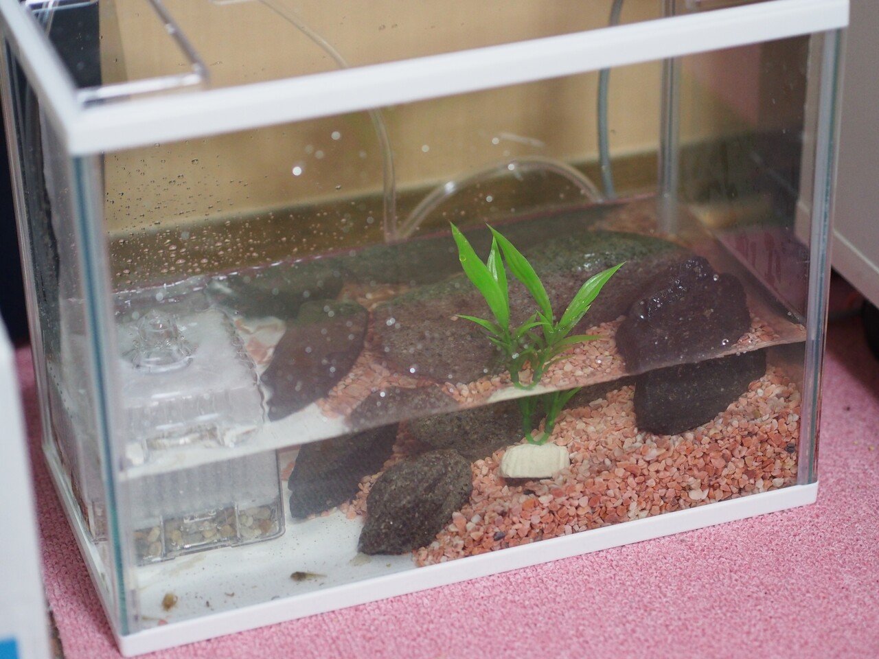 おたまじゃくしをつかまえてカエルになるまで育てた一ヶ月 あめ Note おたまじゃくしをつかまえてカエルになるまで育てた一ヶ月 あめ Note