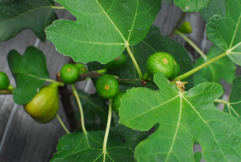 Fig Varieties Brown Turkey ブラウン ターキー 世界のいちじく育てよう まるはち果実園 Note Fig Varieties Brown Turkey ブラウン ターキー 世界のいちじく育てよう まるはち果実園 Note