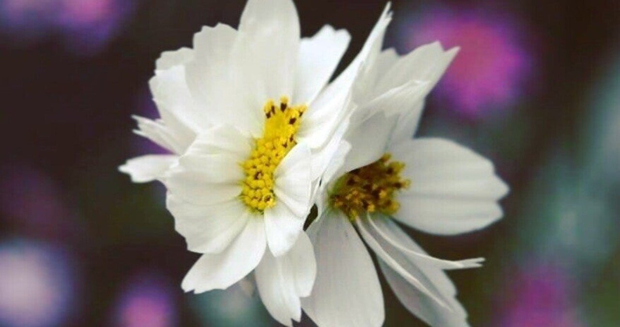 弟は一卵性双子です 双子のスピリチュアル 連続投稿37日 花から学ぶリーダーシップ 54合計91 日まだまだですね 石川 味季 Note 弟は一卵性双子です 双子のスピリチュアル 連続投稿37日 花から学ぶリーダーシップ 54合計91 日まだまだですね 石川 味季 Note