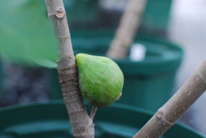 Fig Varieties The King ザ キング 世界のいちじく育てよう まるはち果実園 Note Fig Varieties The King ザ キング 世界のいちじく育てよう まるはち果実園 Note