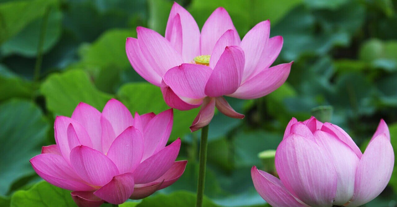 蓮】 Buy Adidas T ZX Runner - Q32961 | GOAT