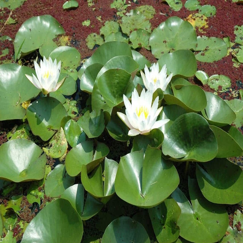 水生動植物公園 花蓮の里 宮津 日ヶ谷の里山に咲く大輪の蓮 宮津市広報