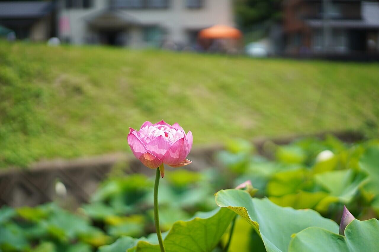水生動植物公園 花蓮の里】宮津・日ヶ谷の里山に咲く大輪の蓮｜宮津市広報