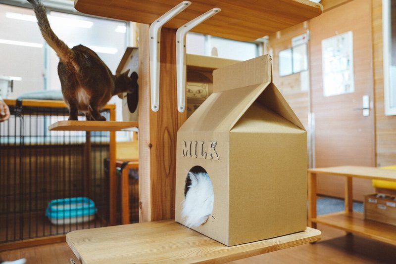 ダンボール猫ハウスモニタリング 猫カフェちぐら さんの様子 ダンボール ネコハウス Necotti ネコッチ 販売中 Note