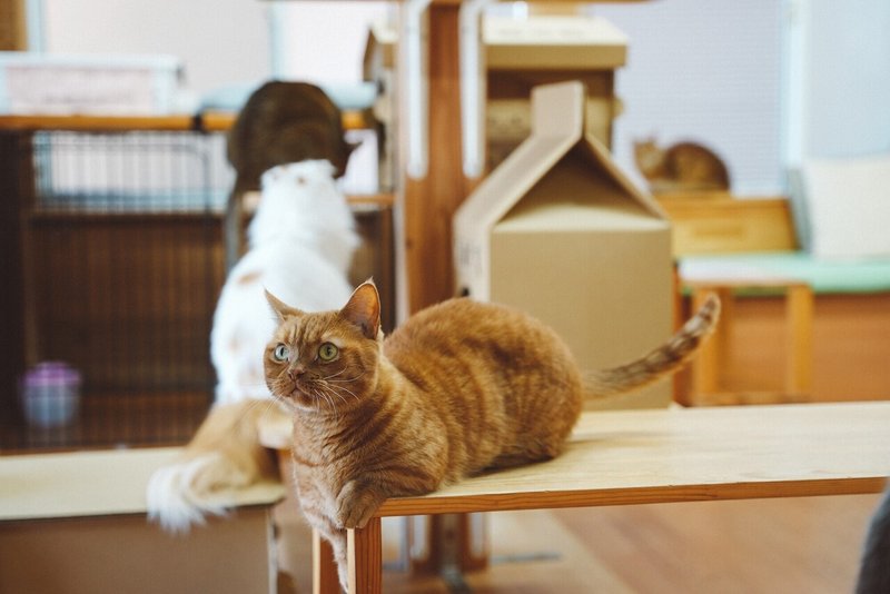 ダンボール猫ハウスモニタリング 猫カフェちぐら さんの様子 ダンボール ネコハウス Necotti ネコッチ 販売中 Note