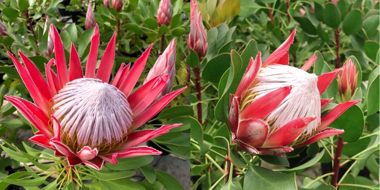 プロテアリトルプリンスの育て方 ワタライタクヤ Note プロテアリトルプリンスの育て方 ワタライタクヤ Note