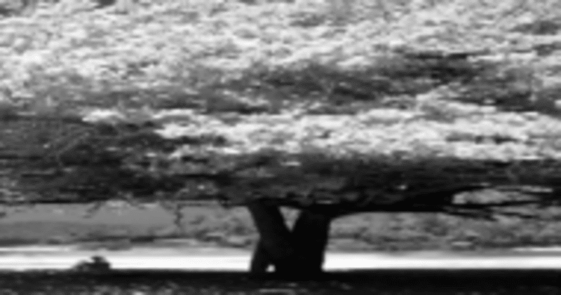 大きな木 の新着タグ記事一覧 Note つくる つながる とどける