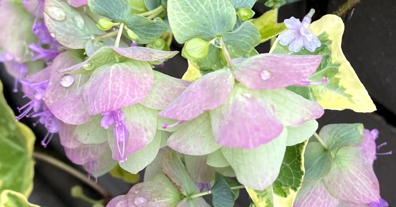 花オレガノ の新着タグ記事一覧 Note つくる つながる とどける 花オレガノ の新着タグ記事一覧 Note つくる つながる とどける