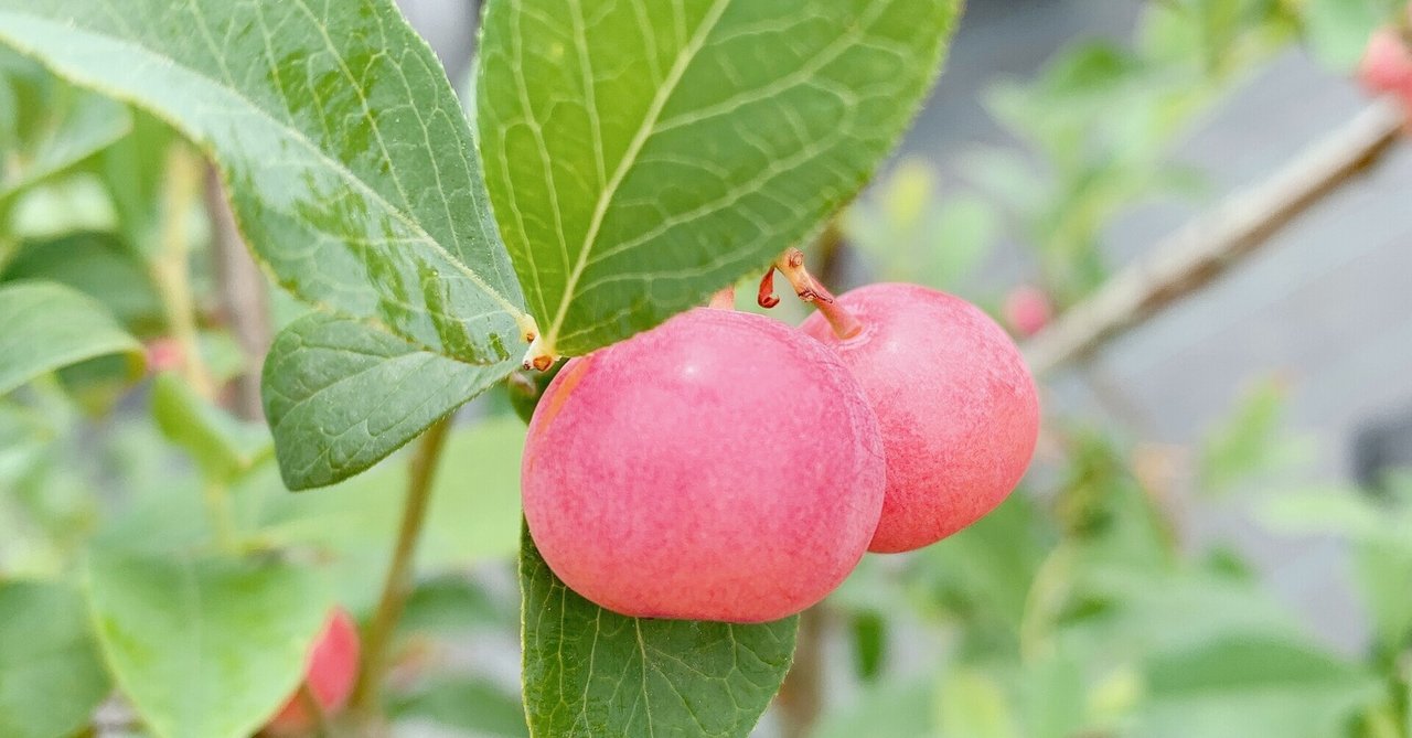 フロリダローズ の新着タグ記事一覧 Note つくる つながる とどける