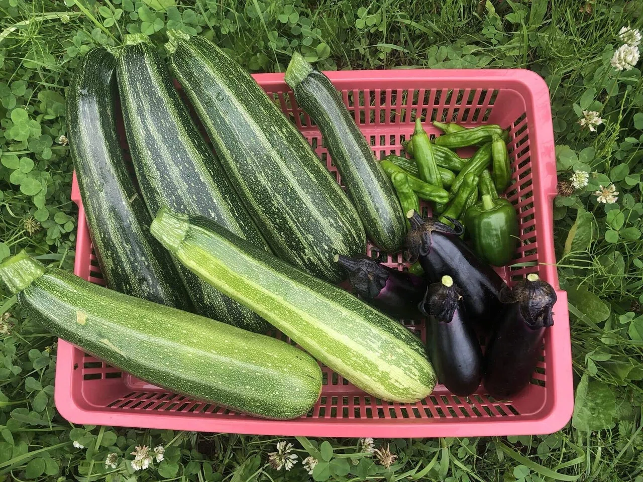 今日の収穫｜MUNA_FARM 無農薬自給自足