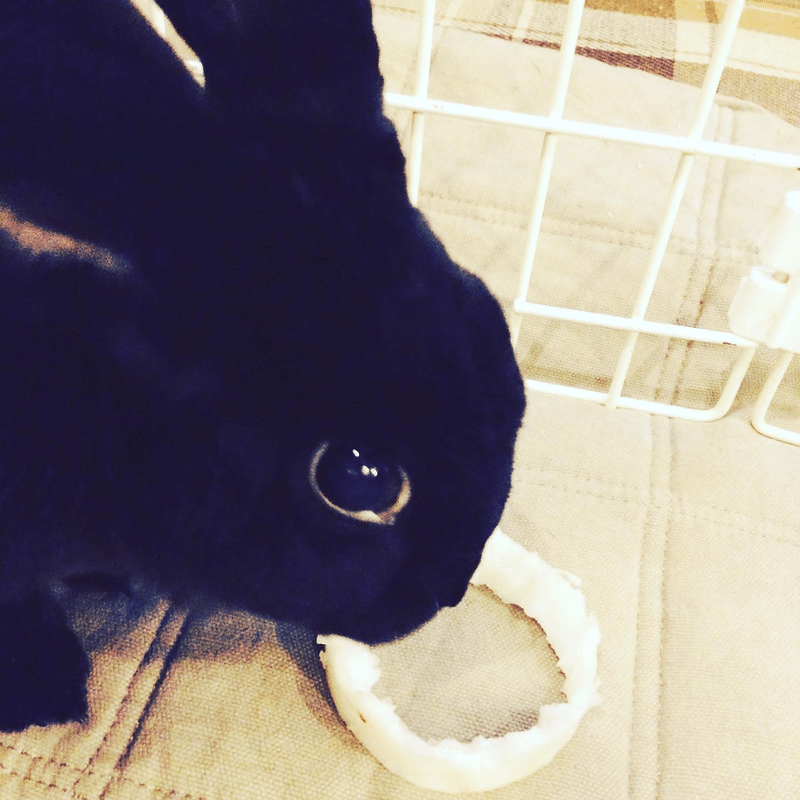 ウサギと綱引きする時は Pun Pun Bunny Note ウサギと綱引きする時は Pun Pun Bunny Note