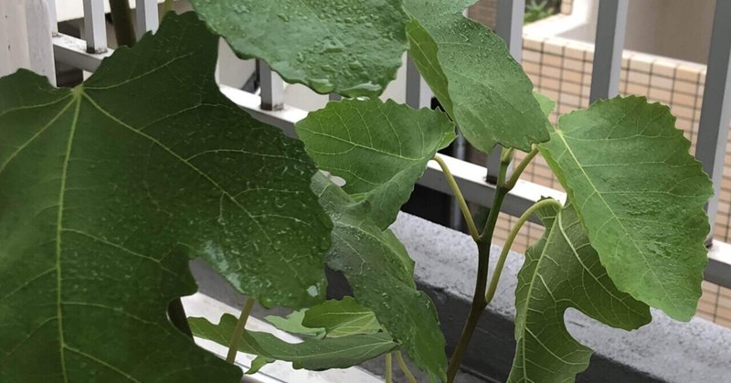 イチジクの鉢植えを買った Yuukee Note