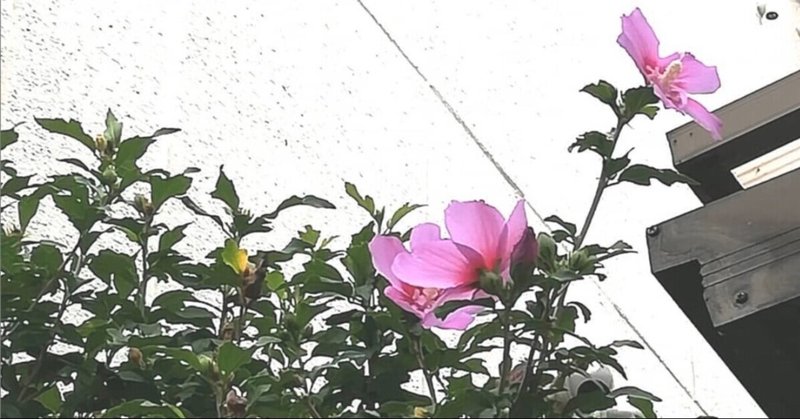 芙蓉 フヨウ と木槿 ムクゲ の違い 毎年この季節に調べているような気がする 川端タカミ いちごの花 Note