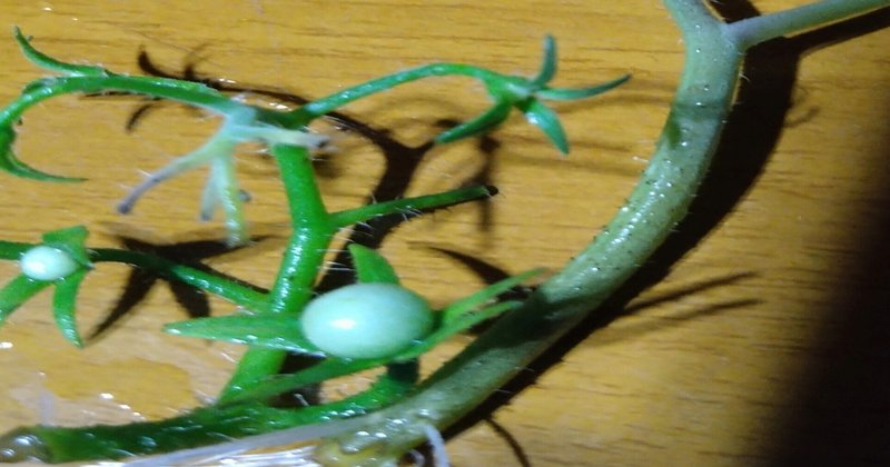 ミニトマト挿し木 の新着タグ記事一覧 Note つくる つながる とどける