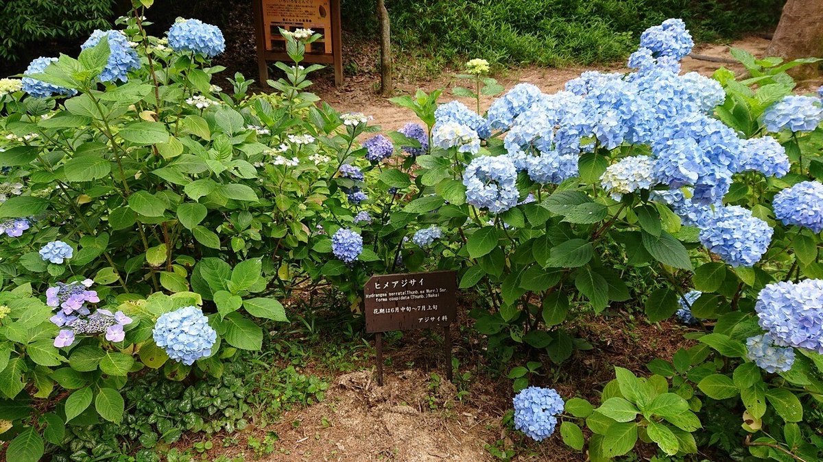 紫陽花ー1　６月26日