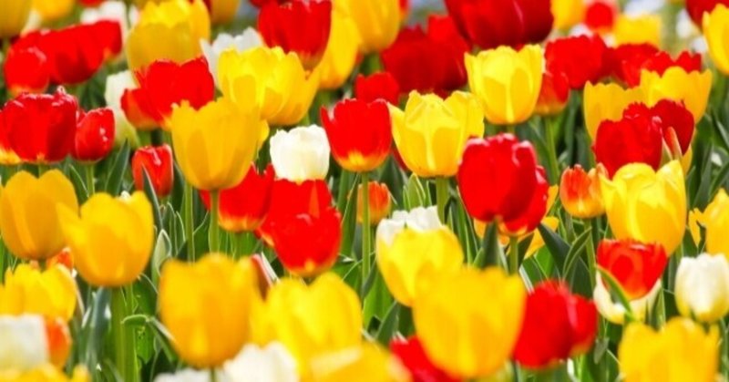 もう自分責めとサヨナラ 童謡 チューリップ が教えてくれる 自分との向き合い方のヒミツ 上野聡一朗 ことばで生きやすさを手に入れる Note