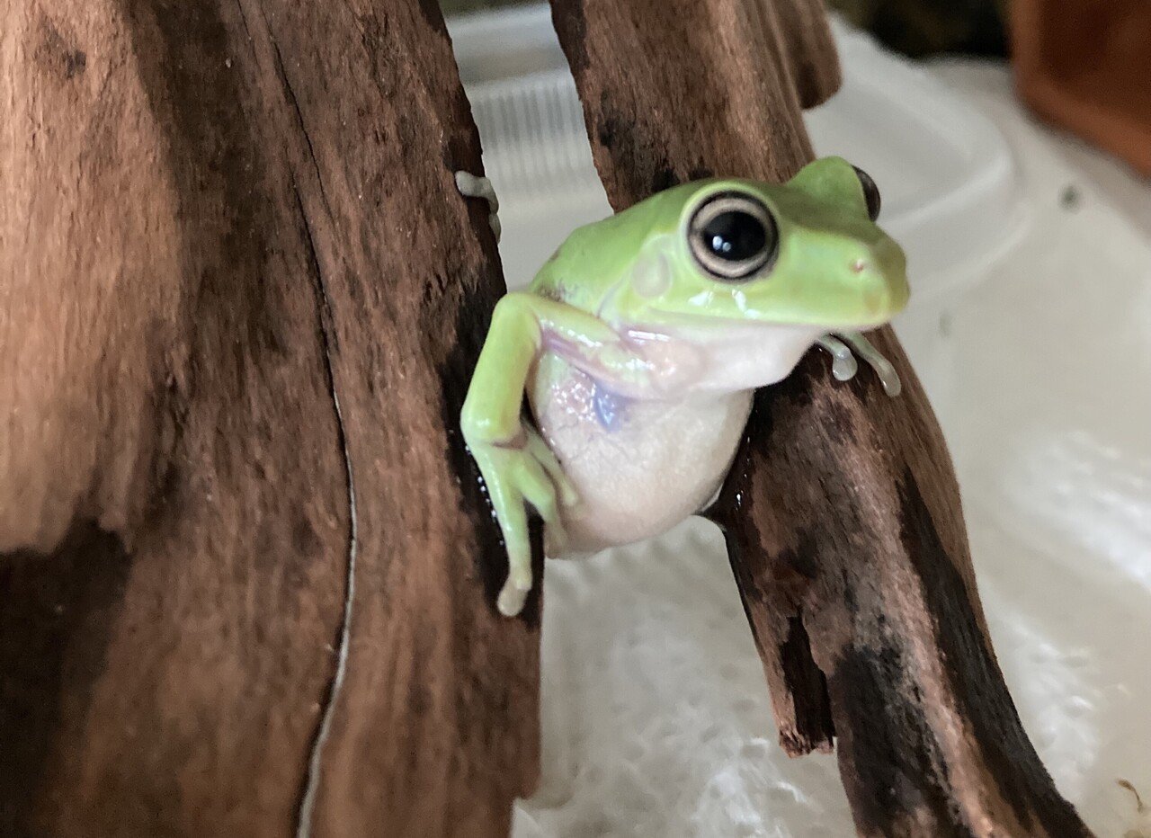 イエアメガエルを愛ですぎて人生が狂いそう Kai You Note イエアメガエルを愛ですぎて人生が狂いそう Kai You Note