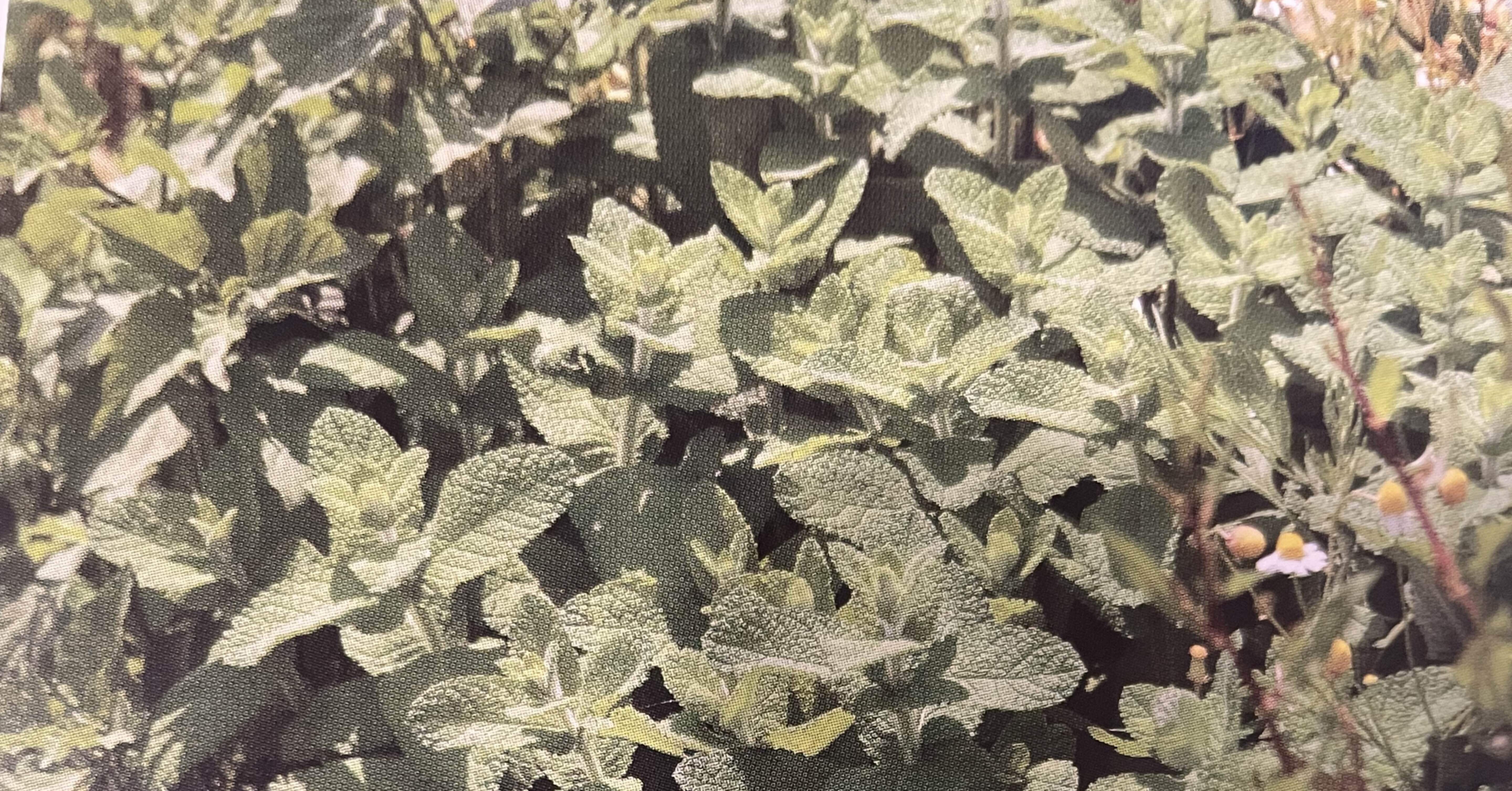 植物 ハーブ ペニーロイヤルミント Kiko Note