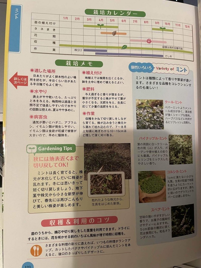 植物 ハーブ ペニーロイヤルミント Kiko Note