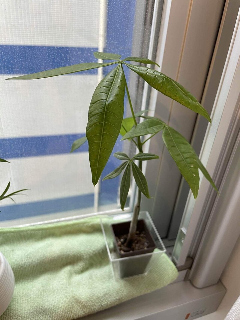 植物 観葉植物 パキラ Kiko Note 植物 観葉植物 パキラ Kiko Note