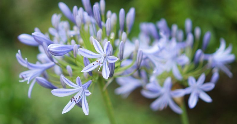 お花の先生の話 の新着タグ記事一覧 Note つくる つながる とどける