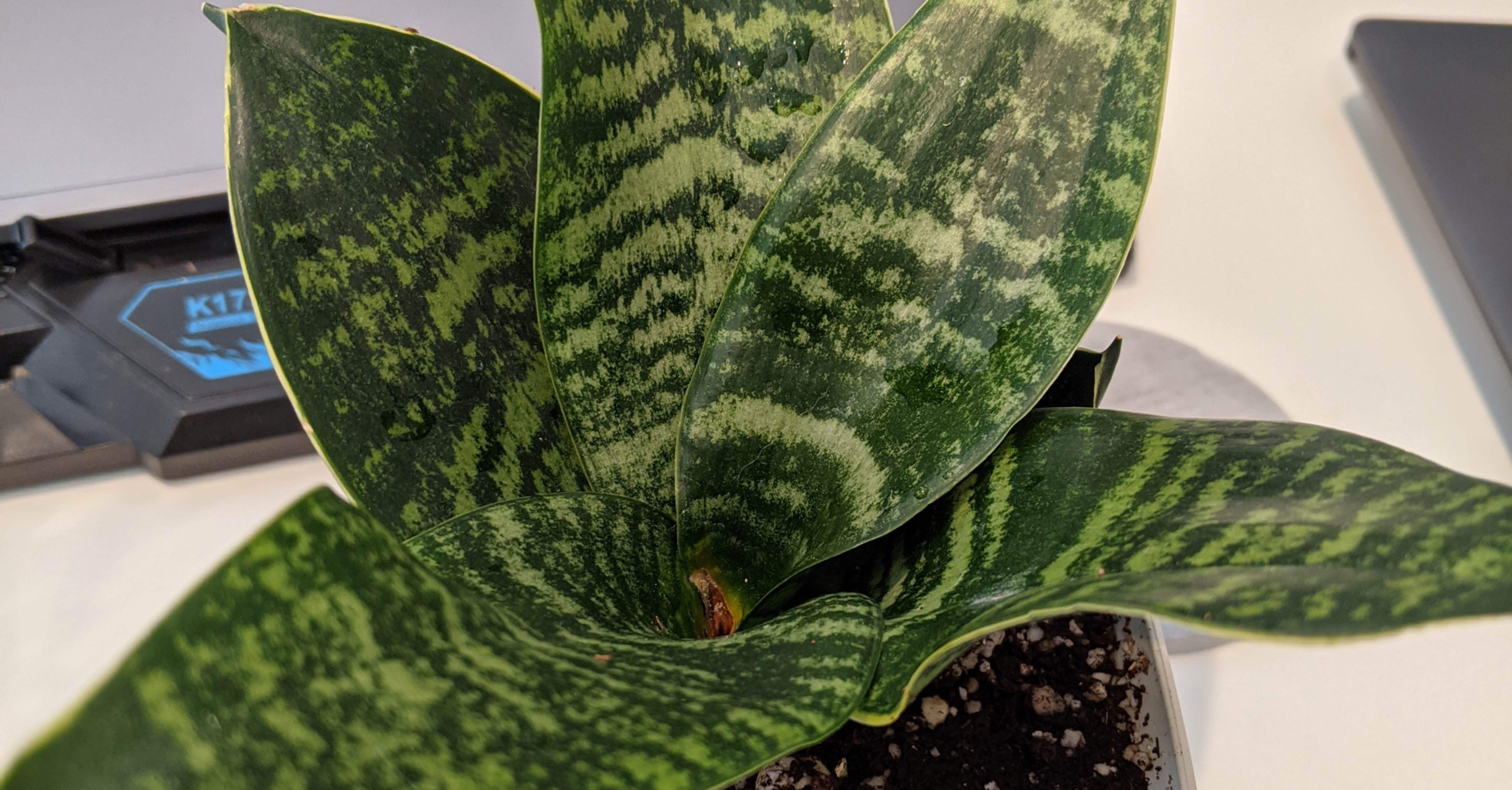 植物 観葉植物 サンスベリア ハニー Kiko Note