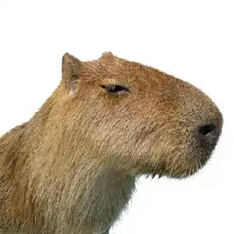 yag