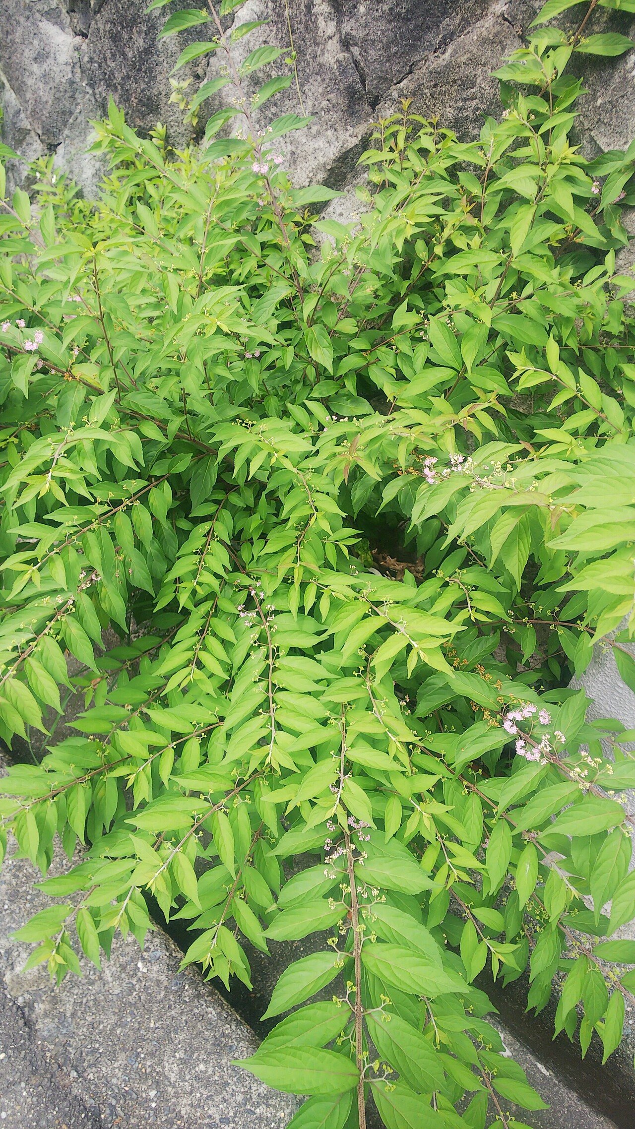 コムラサキ 実生苗 落葉低木 庭木 コムラサキ - 植物図鑑 - エバーグリーン