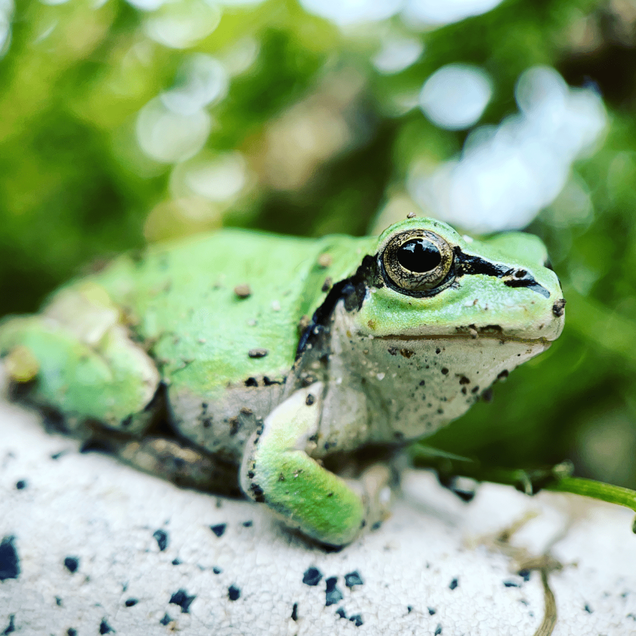 ニホンアマガエル の新着タグ記事一覧 Note つくる つながる とどける ニホンアマガエル の新着タグ記事一覧 Note つくる つながる とどける