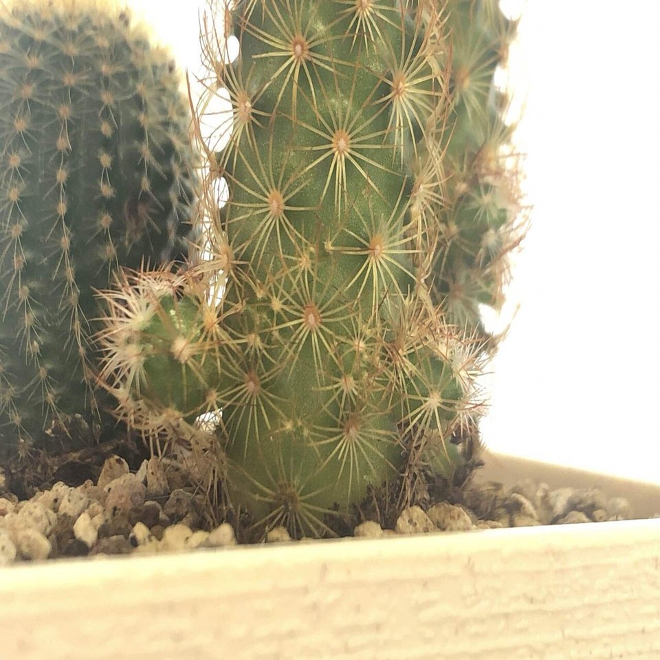 備忘録 植物事情 21 7 馬味 Note