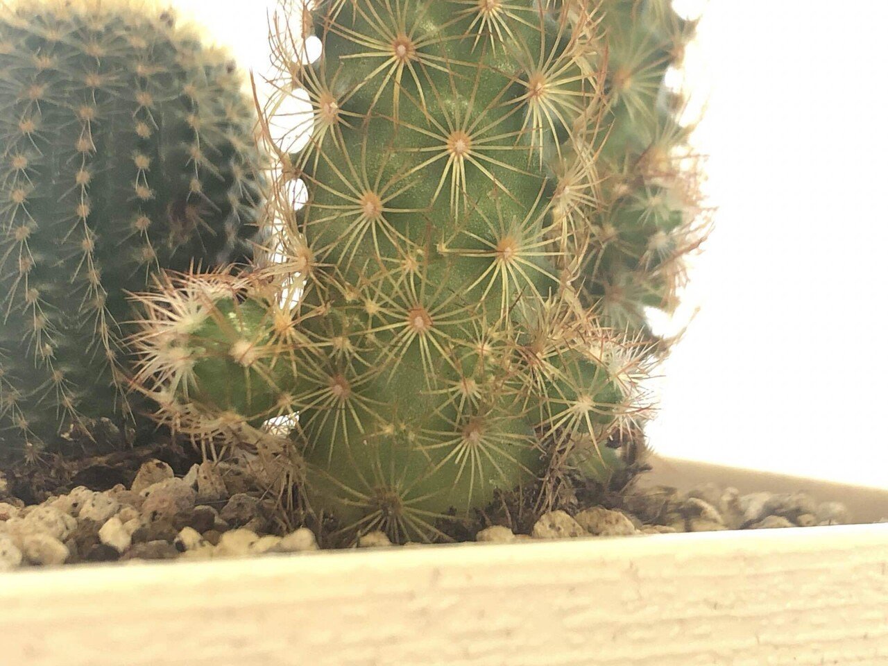 備忘録 植物事情 21 7 馬味 Note 備忘録 植物事情 21 7 馬味 Note