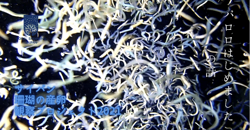 サイパン　珊瑚の産卵観察プロジェクト2021　第28話　 お待ちかね『パロロはじめました』の話