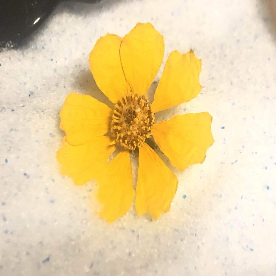 備忘録 植物事情 21 7 馬味 Note