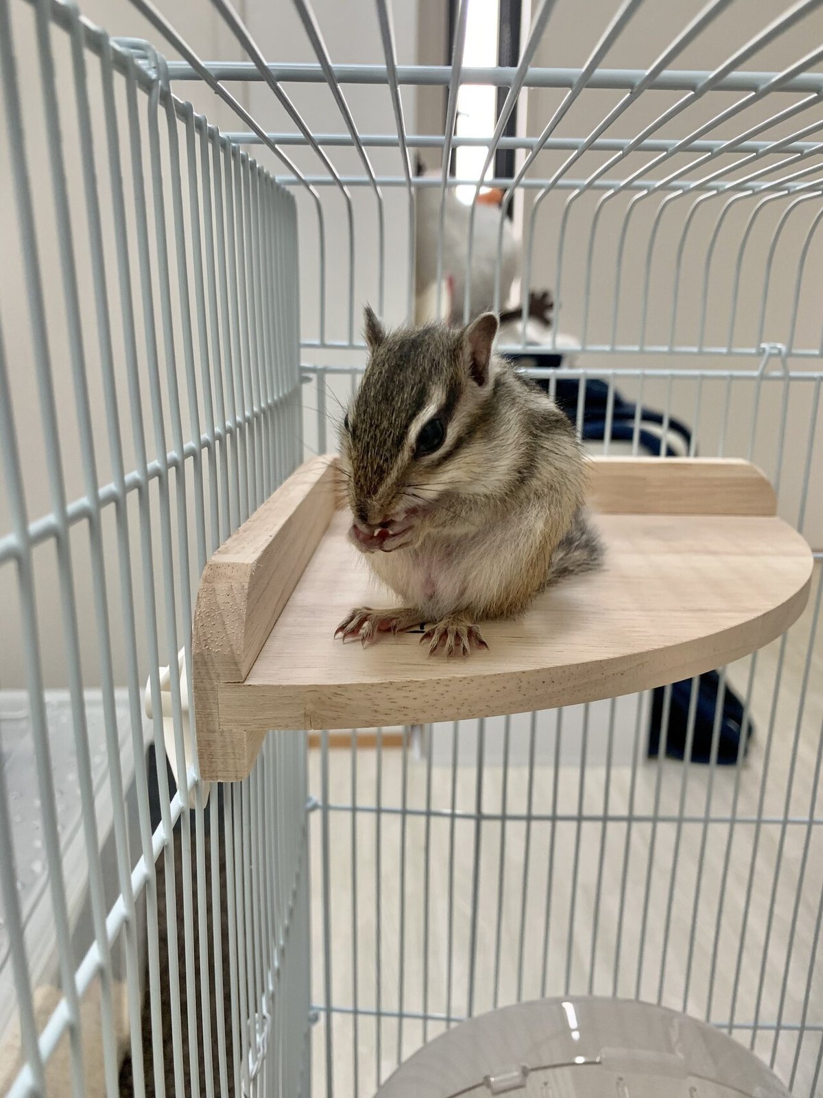 シマリス 飼育セット シマリス飼育ケージセット デラックス！！ | ピュアアニマル