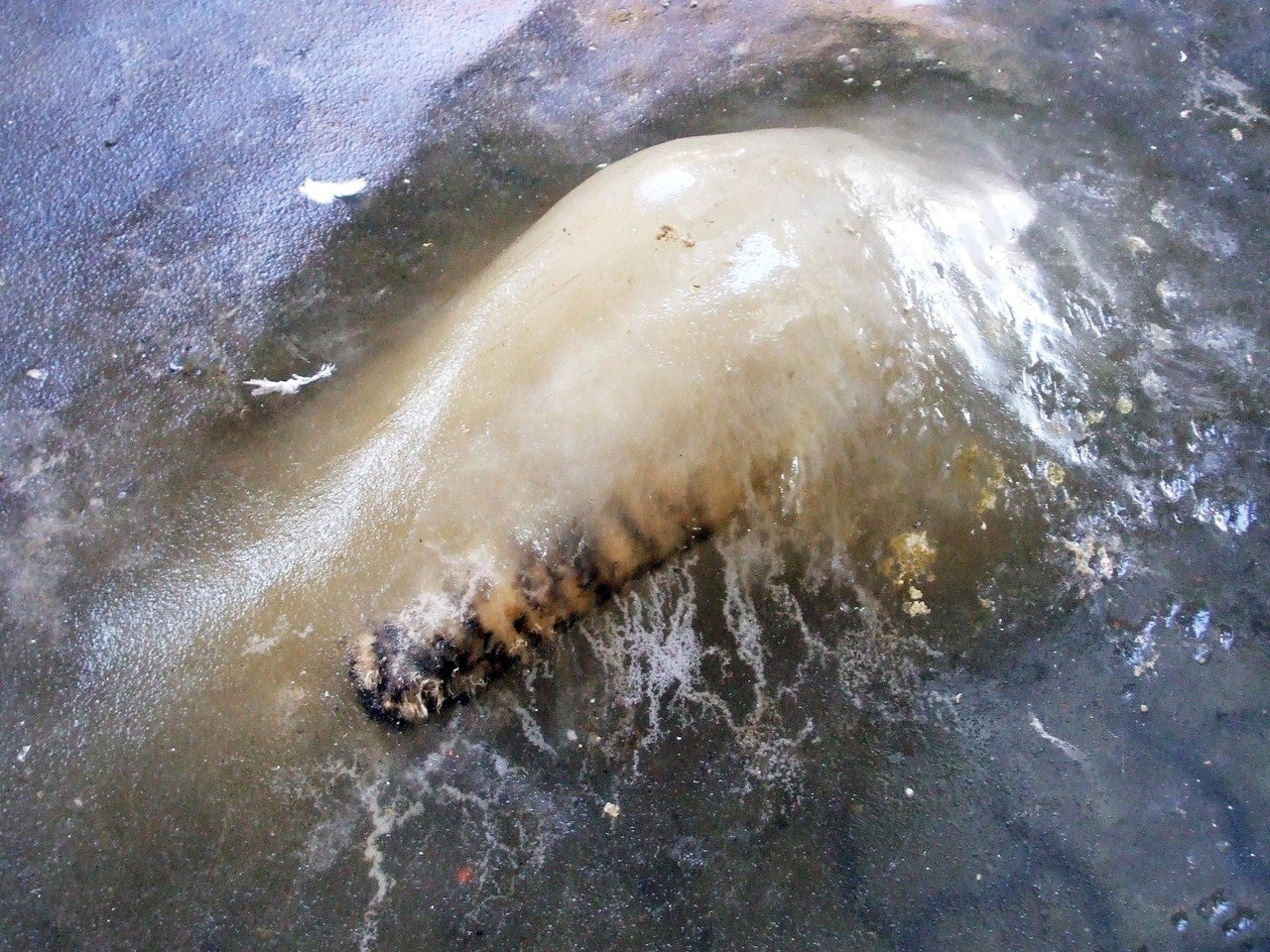 氷漬けになった謎の生物なんだよねーっ 信じるか信じないかは あなた次第 ナランチャ Note 氷漬けになった謎の生物なんだよねーっ 信じるか信じないかは あなた次第 ナランチャ Note