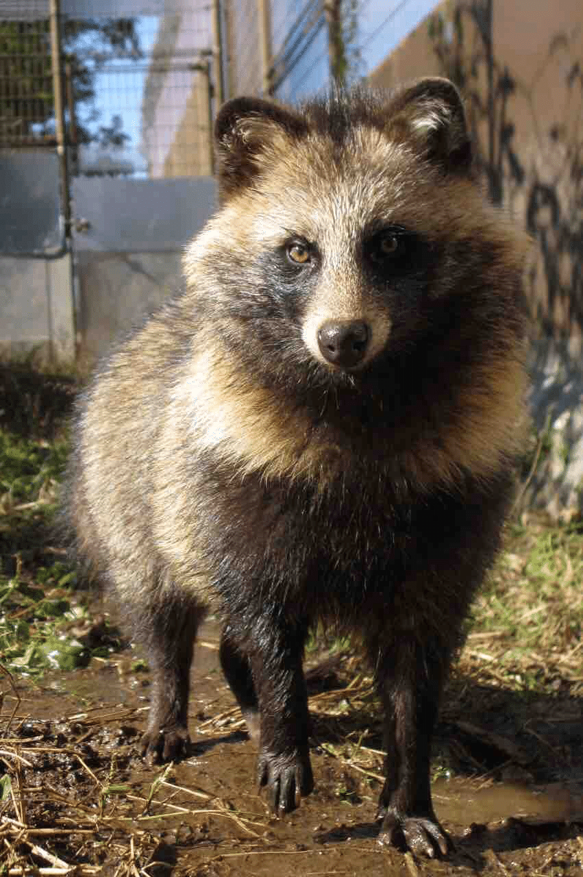 東武動物公園のタヌキの歴史｜鳥山久遠