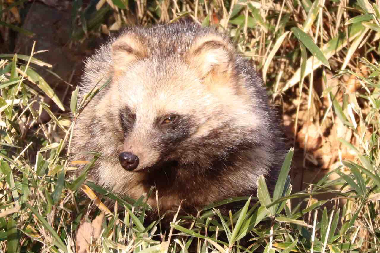 東武動物公園のタヌキの歴史｜鳥山久遠