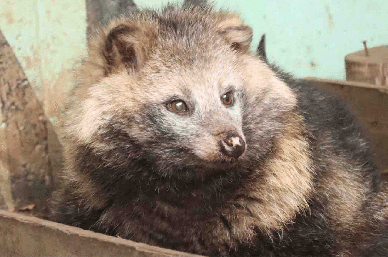 東武動物公園のタヌキの歴史｜鳥山久遠