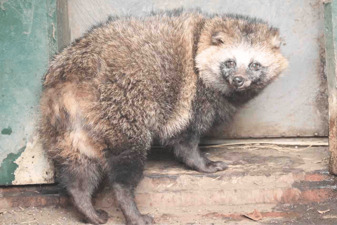 東武動物公園のタヌキの歴史｜鳥山久遠