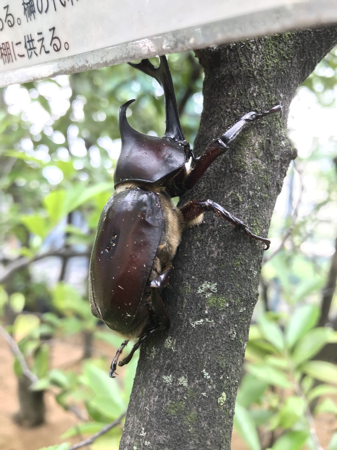近くの公園ではカブトムシを飼育中 今日は開放日だったので見に行ってみた カブトムシってかわいくてかっこいい なあ ツノのないメスは丸っこい頭がこれまた可愛い 飼育されているとはいえ こんなにもたくさんの まーじゅさん Note