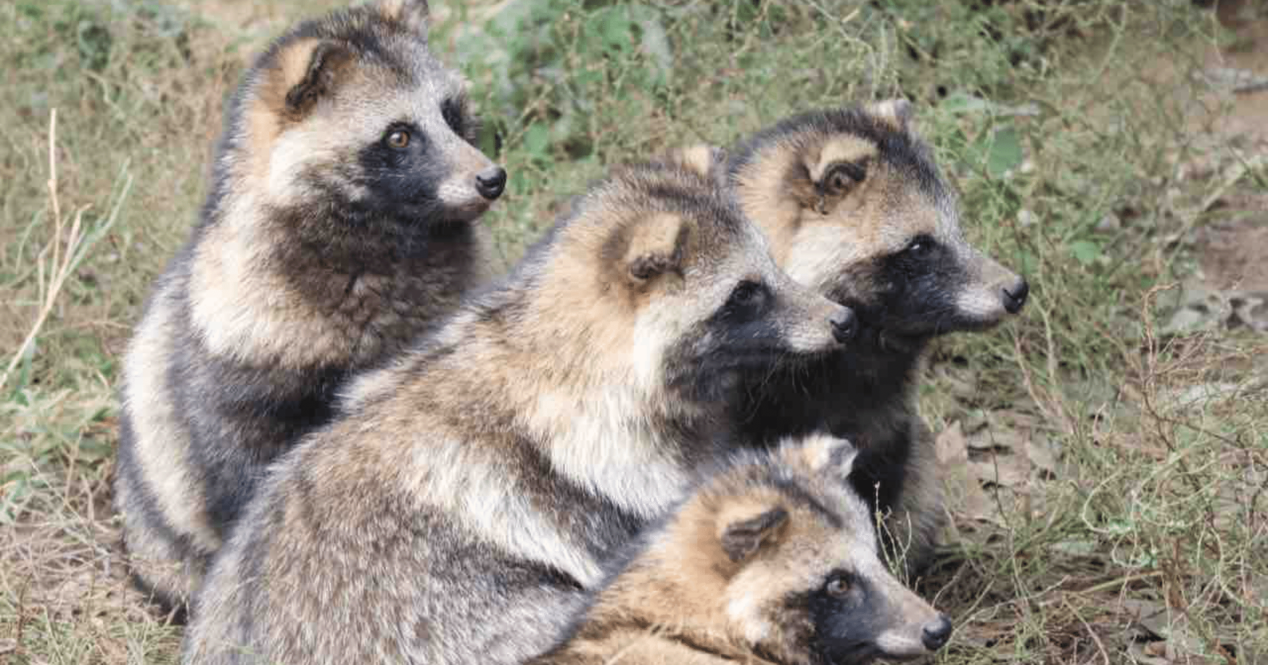 cffaf0efb2445f3be72249dcbdfe72