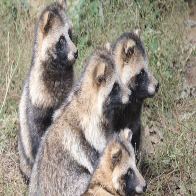 東武動物公園のタヌキの歴史｜鳥山久遠
